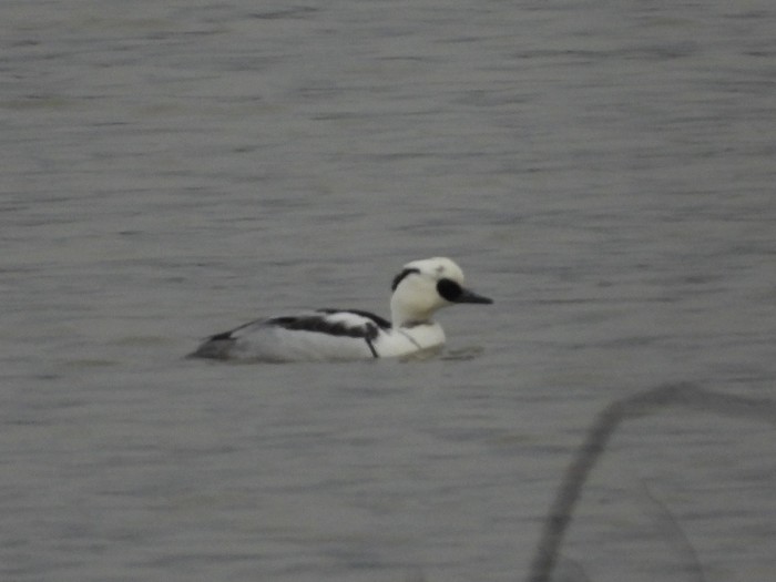 Smew