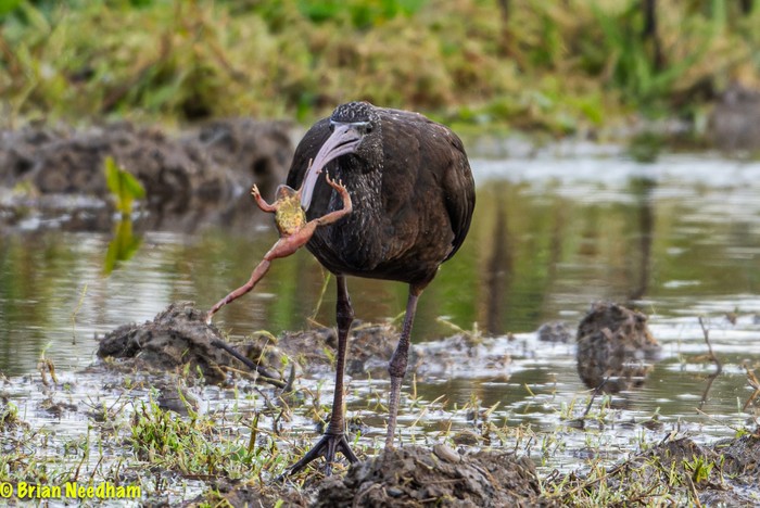 Glossy Ibis