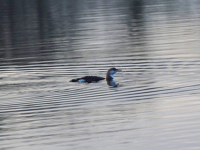 Black-throated Diver