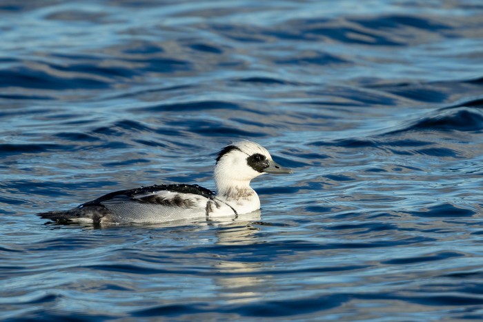 Smew