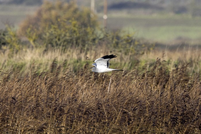 Hen Harrier