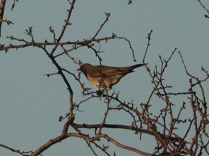 Black-throated Thrush