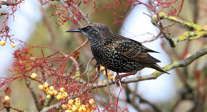 Starling