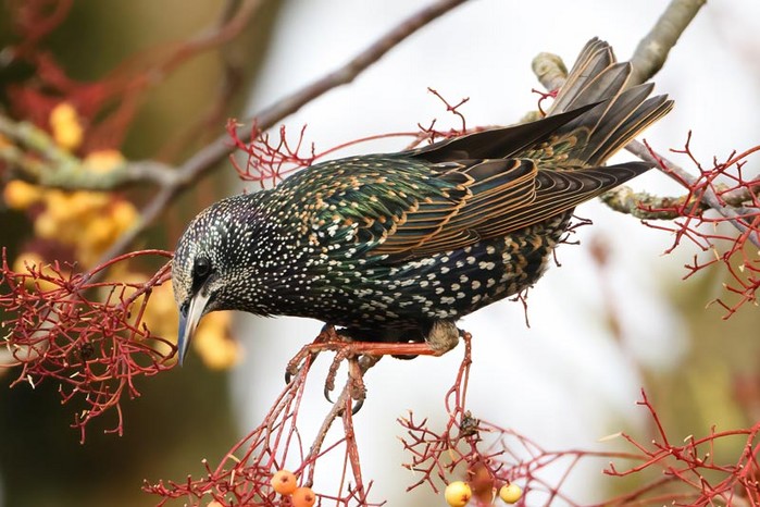 Starling