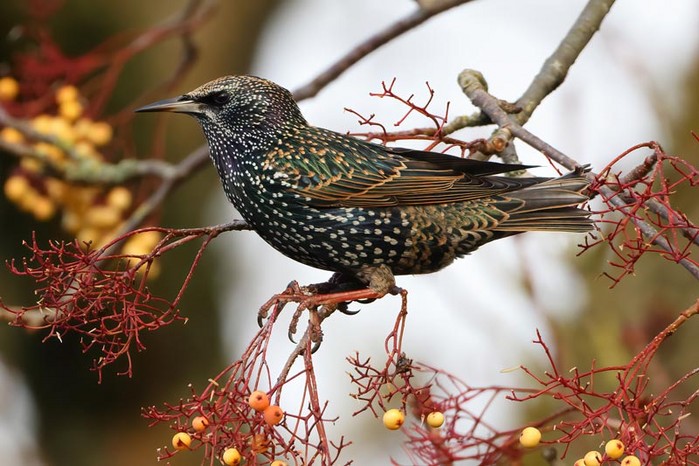 Starling