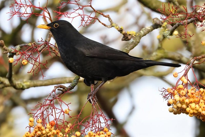 Blackbird