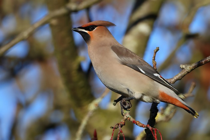 Waxwing