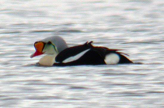 King Eider