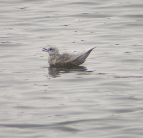Iceland Gull