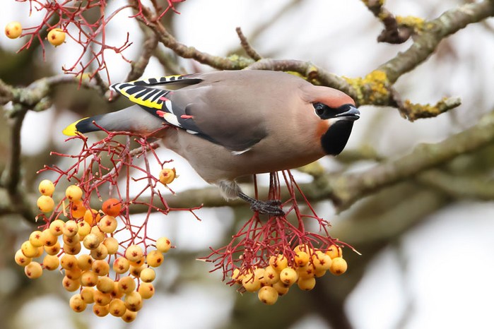 Waxwing
