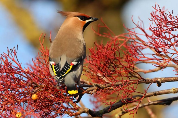 Waxwing