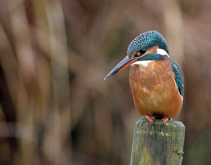 Kingfisher