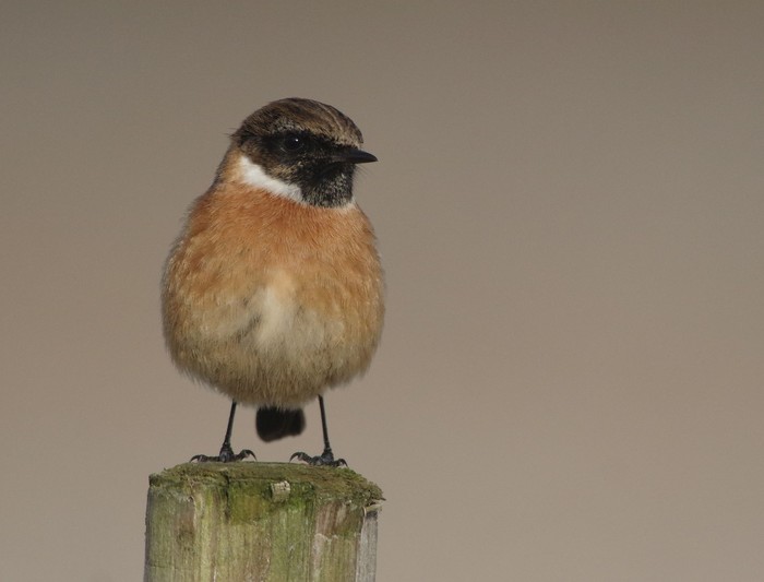 Stonechat