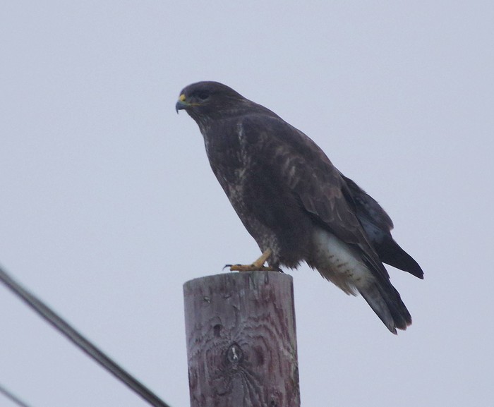 Buzzard