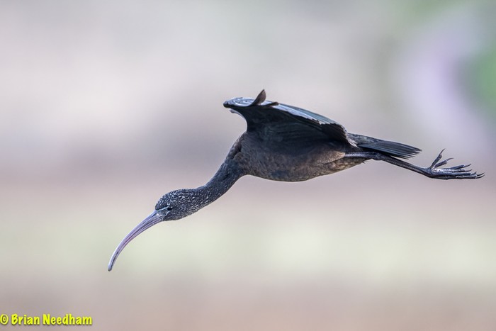 Glossy Ibis