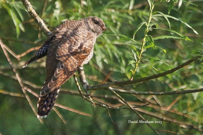 Cuckoo 