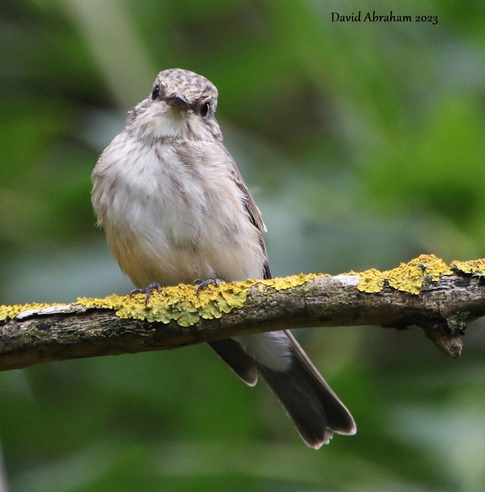 Spotted Flycatcher