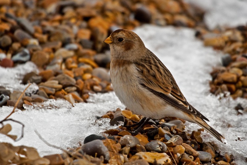 Snow Bunting