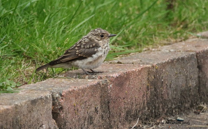 Spotted Flycatcher 