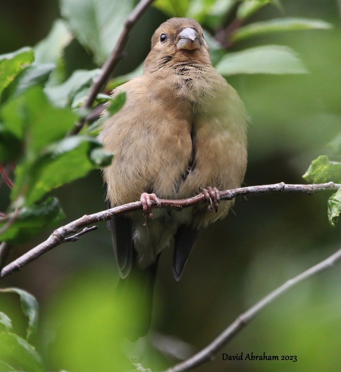 Bullfinch 