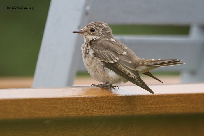 Spotted Flycatcher 