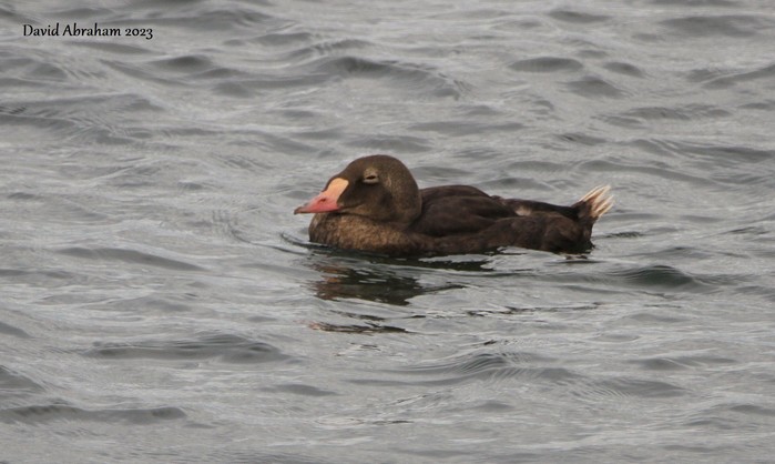 King Eider