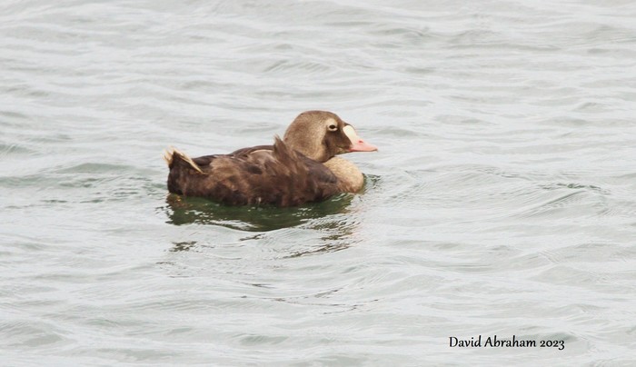 King Eider