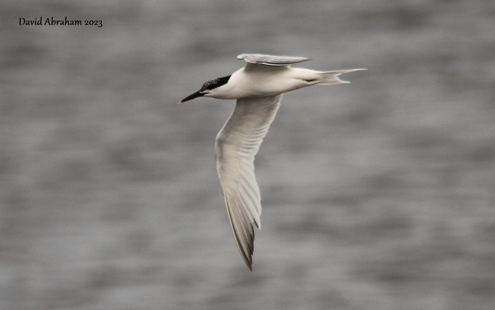 Sandwich Tern