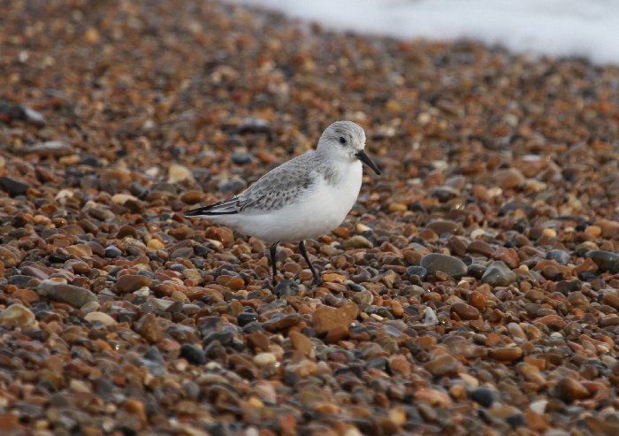 Sanderling