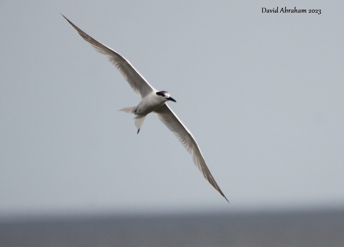 Sandwich Tern