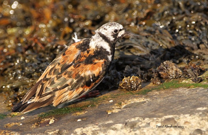 Turnstone 