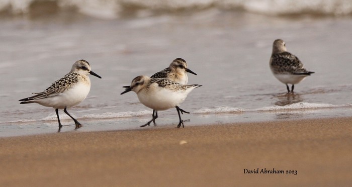 Sanderling