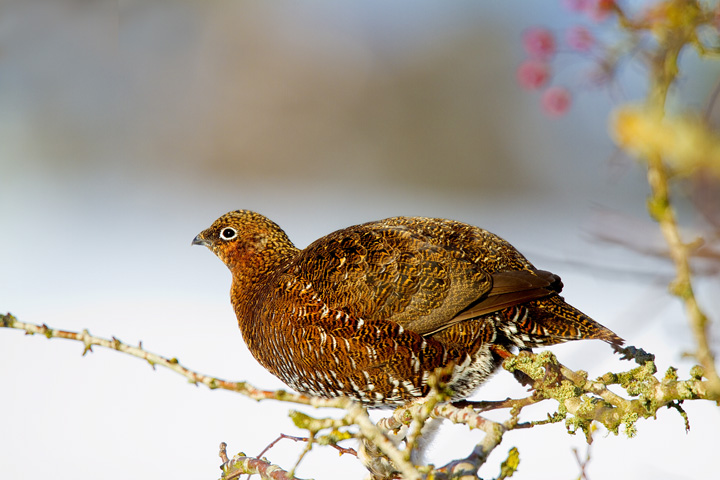 Red Grouse