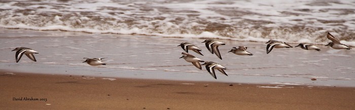 Sanderling