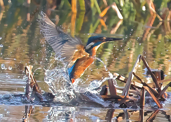 Kingfisher
