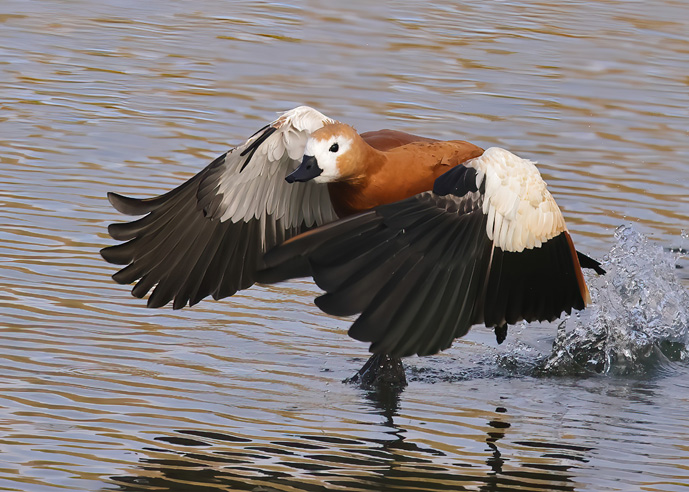Ruddy Shelduck