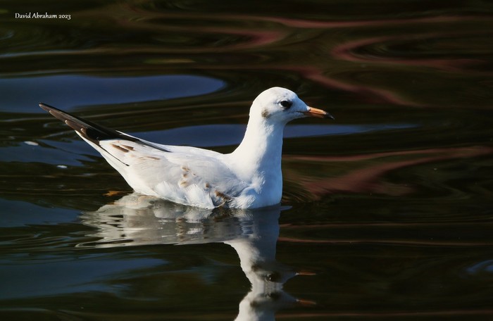 Black-headed Gull