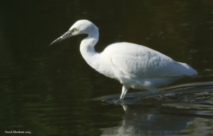 Little Egret 