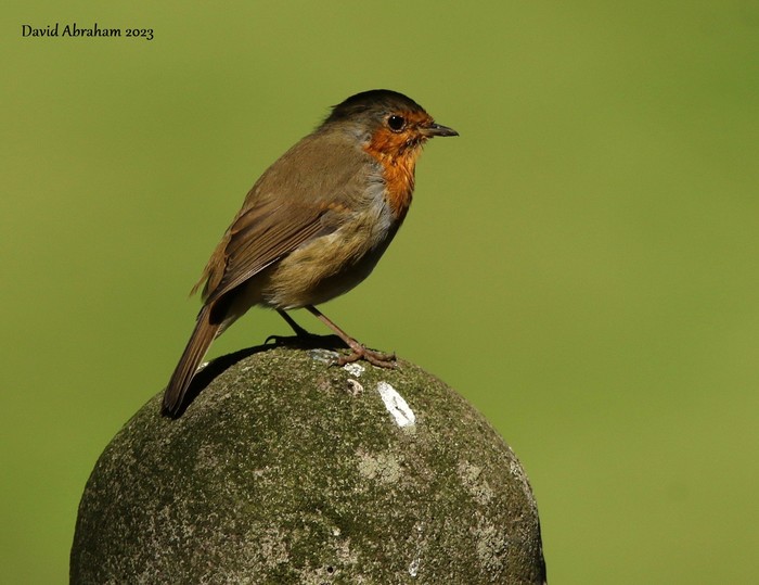 Robin 