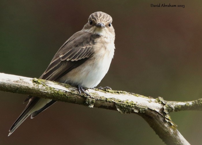 Spotted Flycatcher 