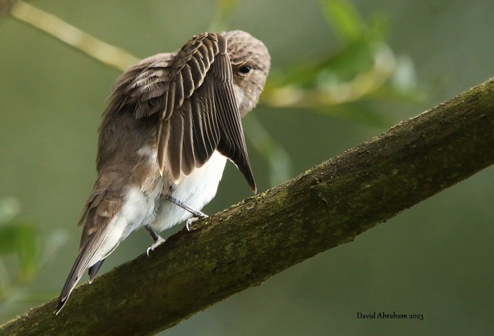 Spotted Flycatcher 