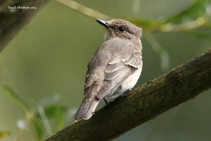 Spotted Flycatcher 