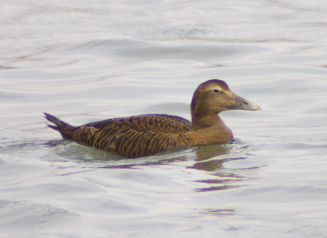 Eider