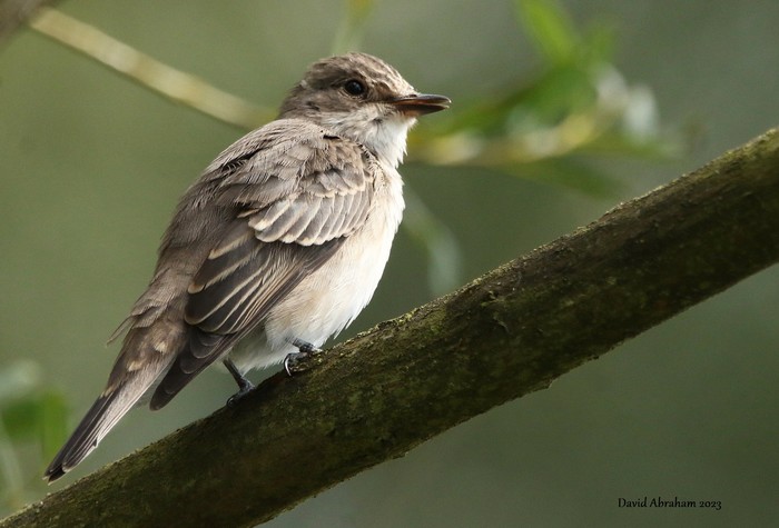 Spotted Flycatcher 