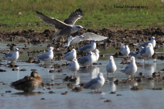 Mediterranean Gull