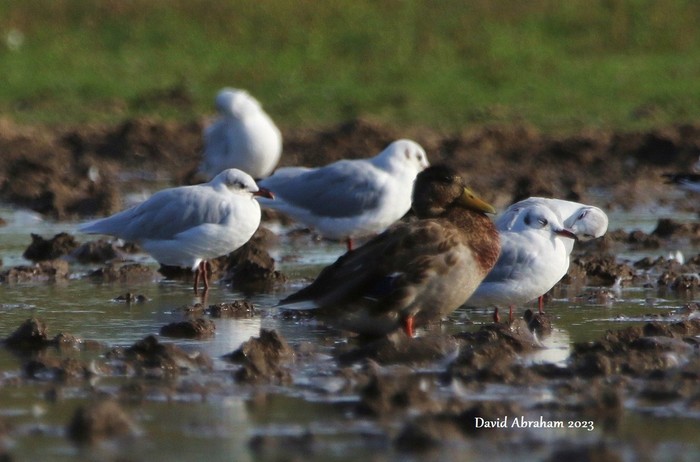 Mediterranean Gull