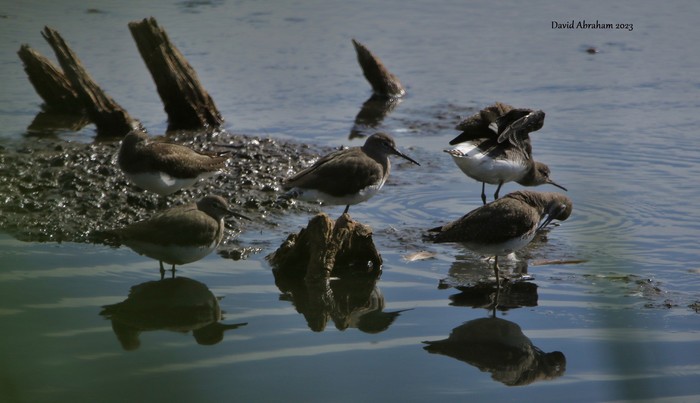 Green Sandpiper 