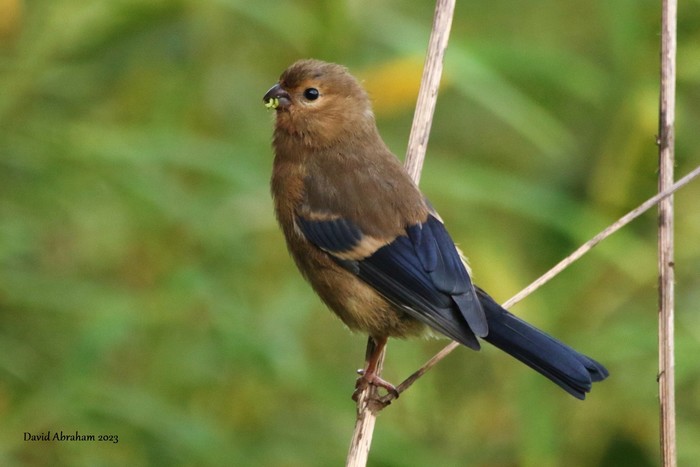 Bullfinch 