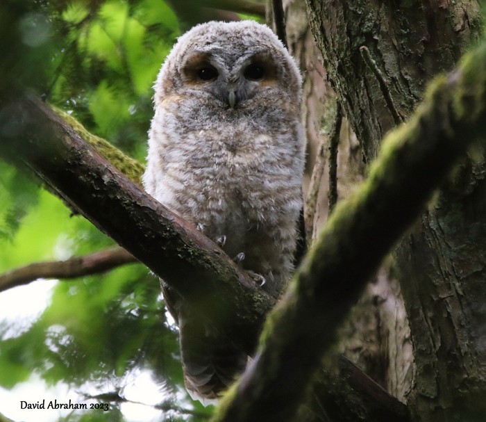 Tawny Owl