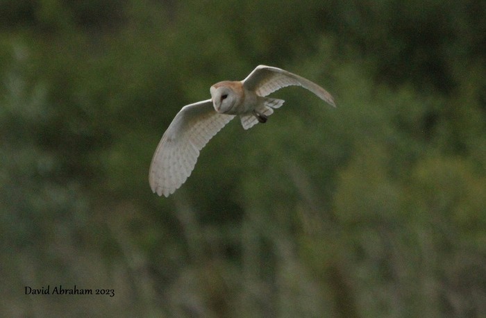 Barn Owl 